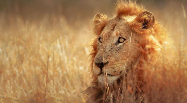 Južna Afrika in Svazi – Od NP Kruger do Rta dobrega Upanja