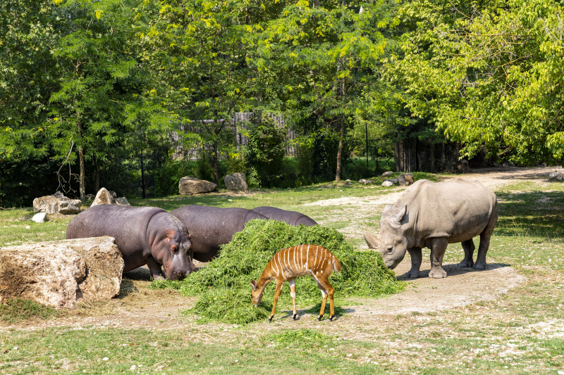 Verona ZOO Safari Gardaland Verona ZOO Safari Gardaland