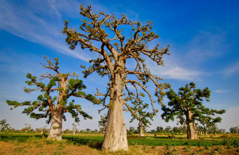 BARVITI SENEGAL IN POČITNICE 11 dni